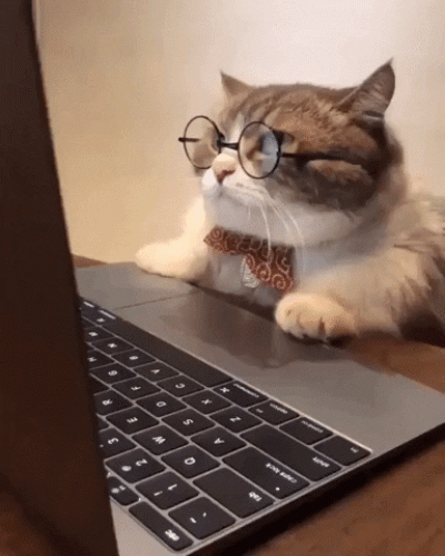 Cat wearing glasses looking at a laptop