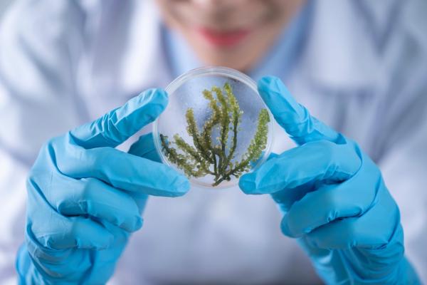 lab worker wearing blue gloves handling a plant specimen