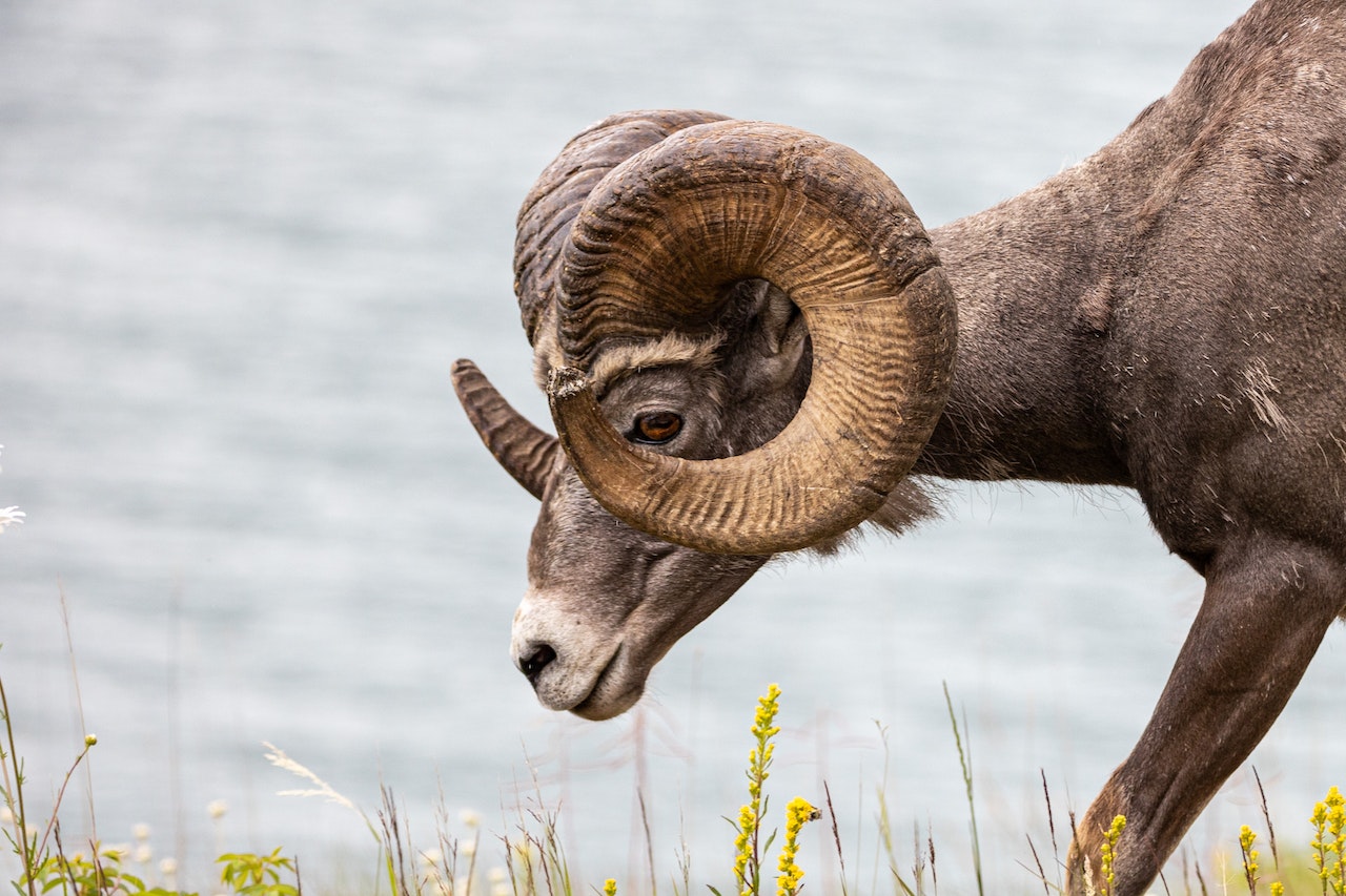 Big horn sheep