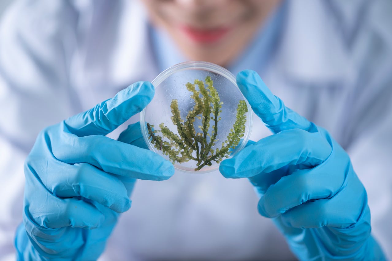 lab worker wearing blue gloves handling a plant specimen