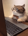Cat wearing glasses looking at a laptop