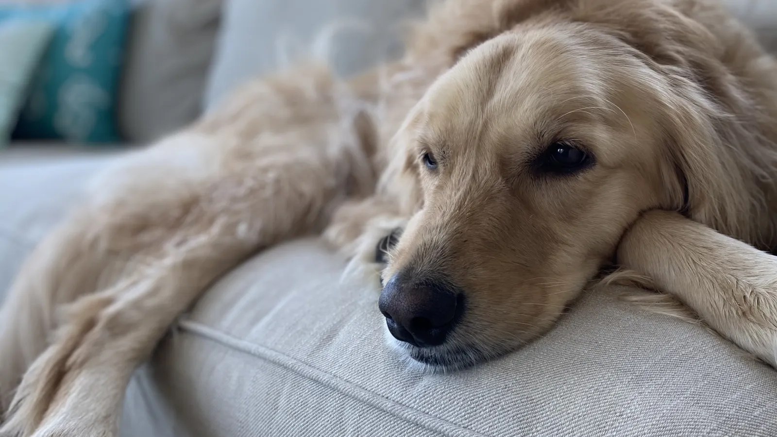Very cute dog lying on couch