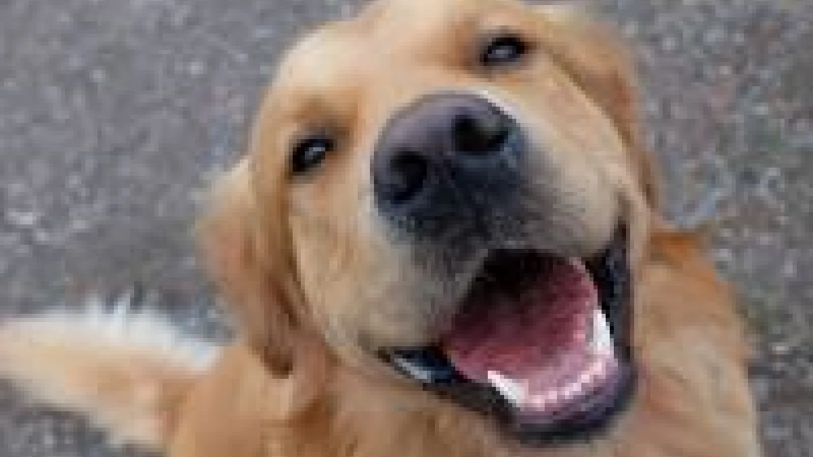 a golden retriever 