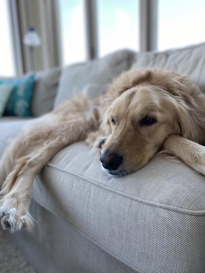 Very cute dog lying on couch