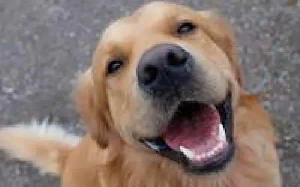 a golden retriever 