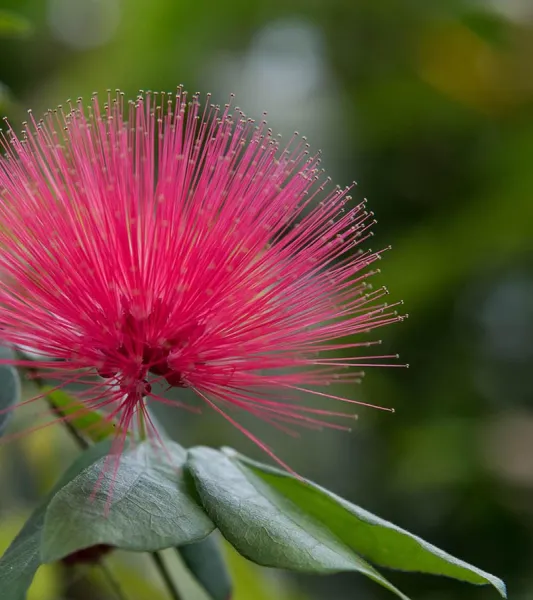 Pink Flower