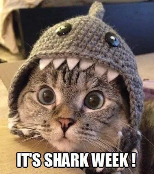 Picture of a cat in a shark hat