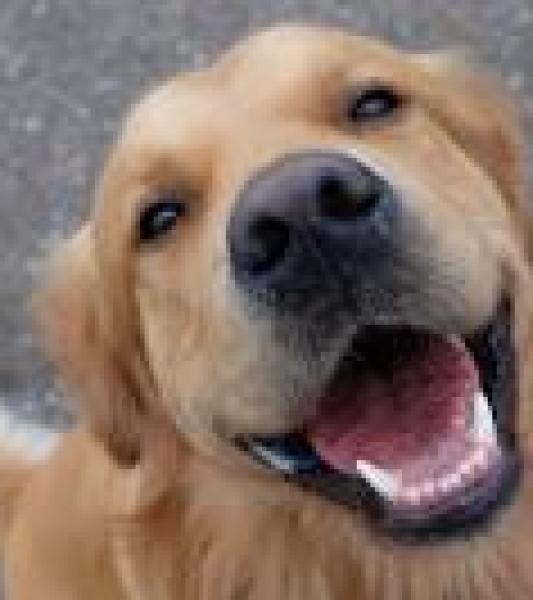 a golden retriever 