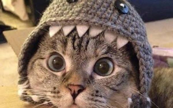 Picture of a cat in a shark hat
