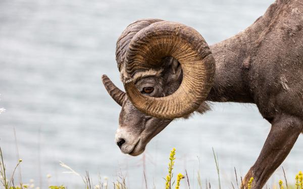 Big horn sheep