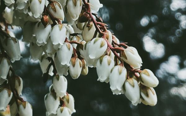 Greenleaf manzanita