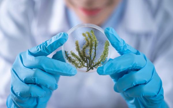 lab worker wearing blue gloves handling a plant specimen