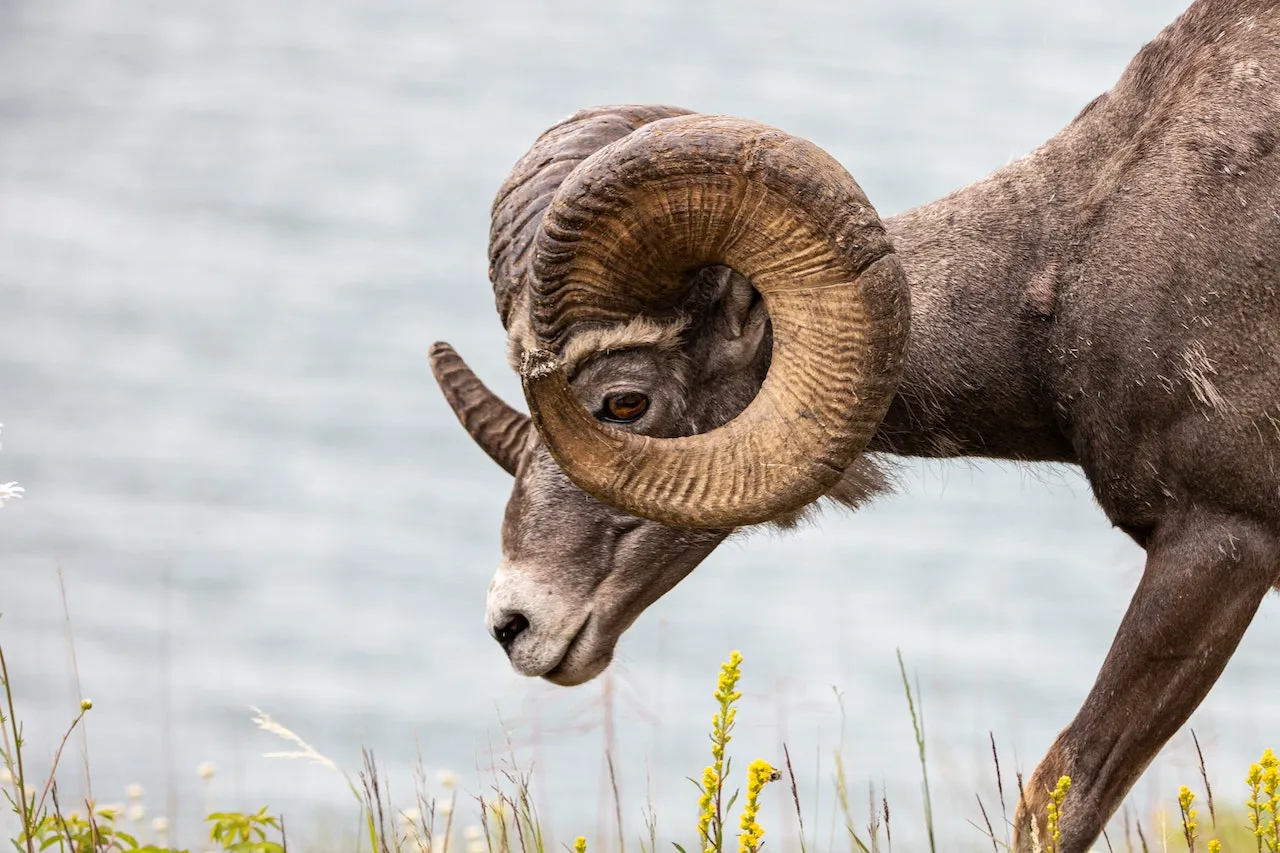 Big horn sheep