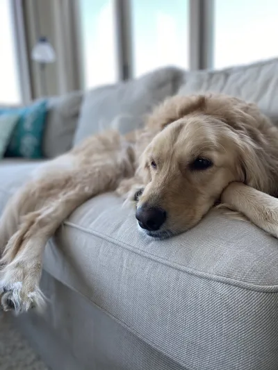 Very cute dog lying on couch
