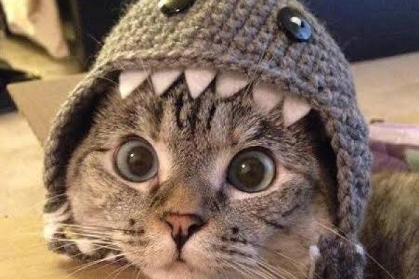 Picture of a cat in a shark hat