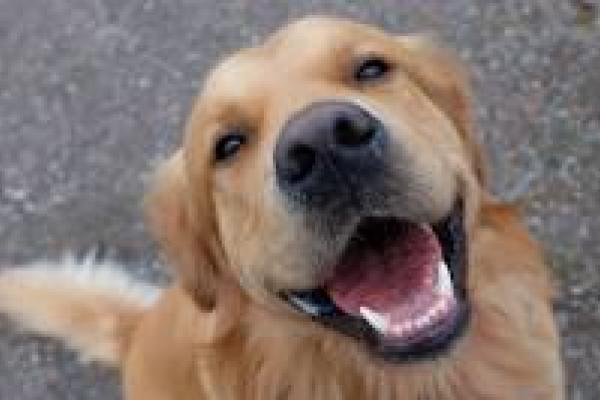 a golden retriever 