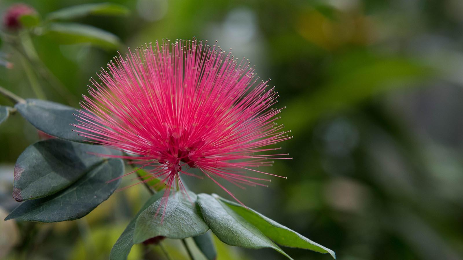 Pink Flower