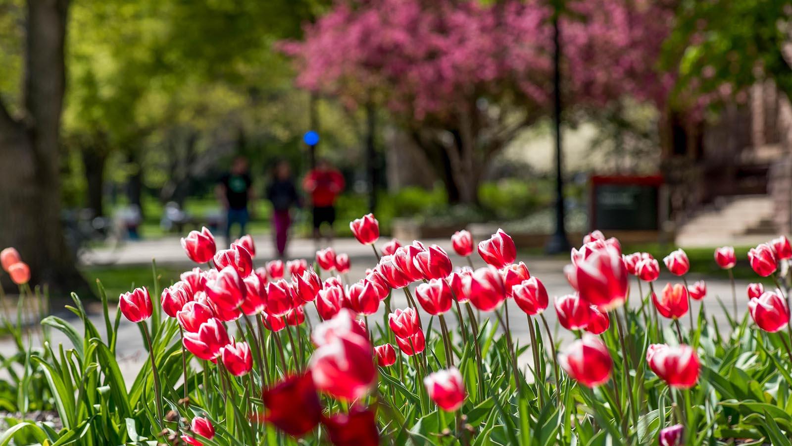 Tulips