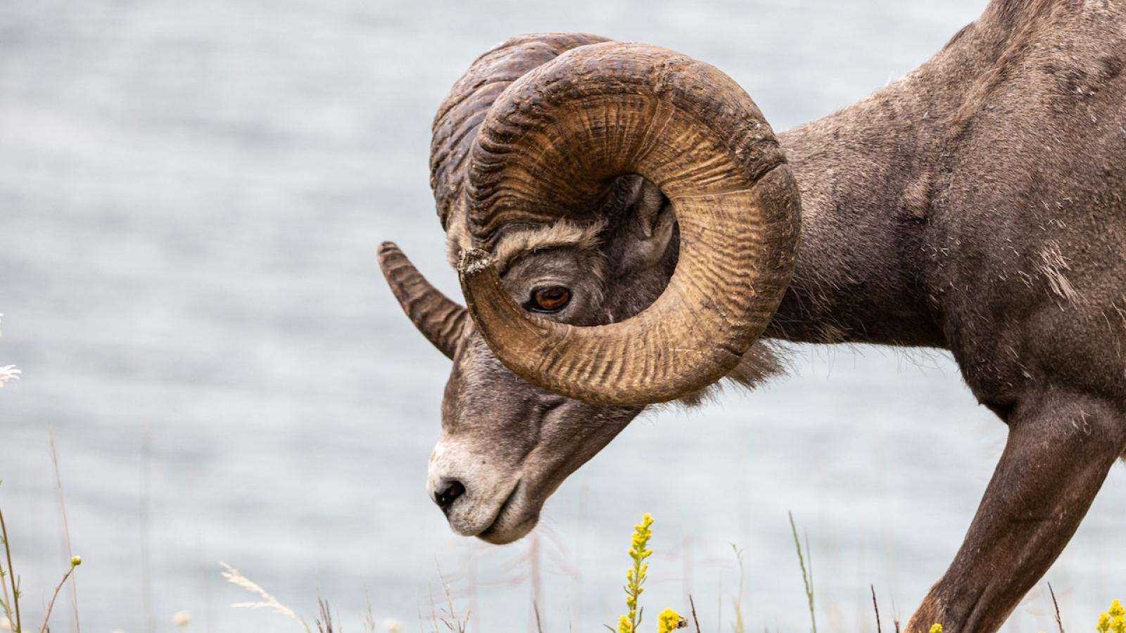 Big horn sheep