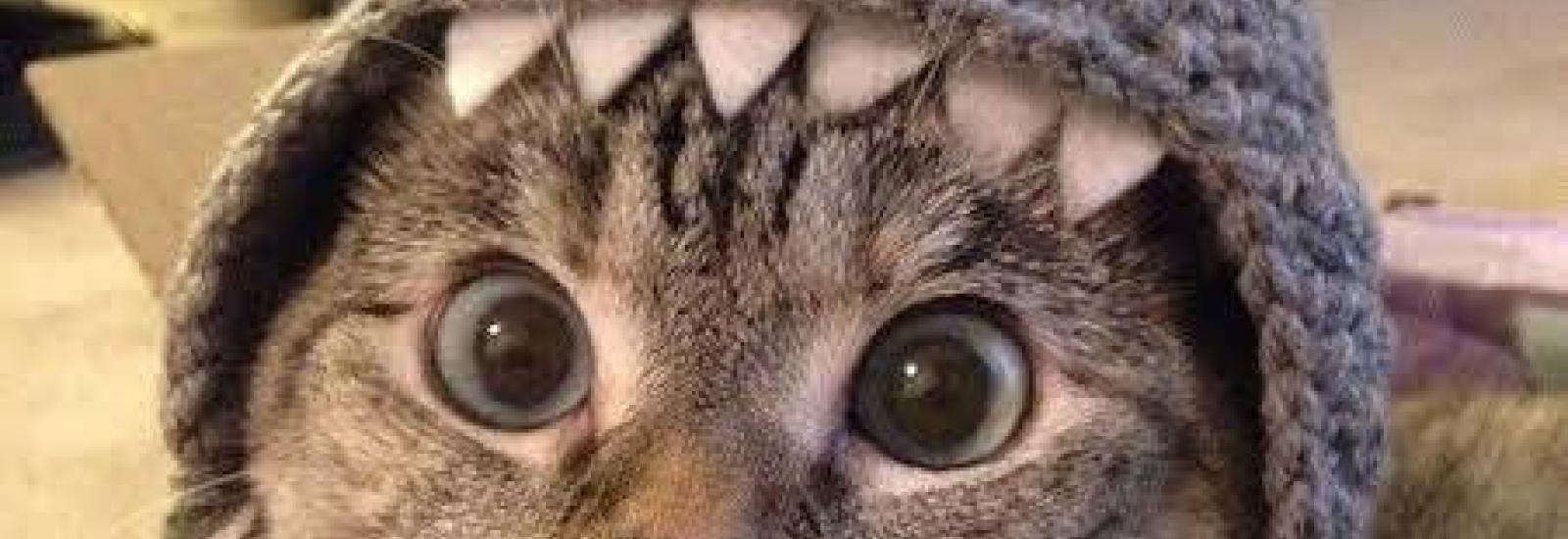 Picture of a cat in a shark hat