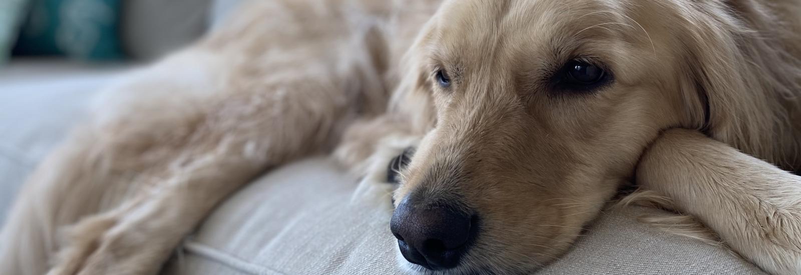 Very cute dog lying on couch