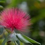 Pink Flower